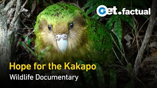 Modern Dinosaurs  A Very Strange Parrot | New Zealand Documentary