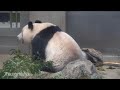 2020/1/23 (2) ドンゴロス（麻袋）投入！おやつモグモグのシャンシャン♪   Giant Panda Xiang Xiang