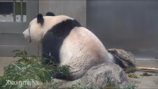 2020/1/23 (2) ドンゴロス（麻袋）投入！おやつモグモグのシャンシャン♪   Giant Panda Xiang Xiang