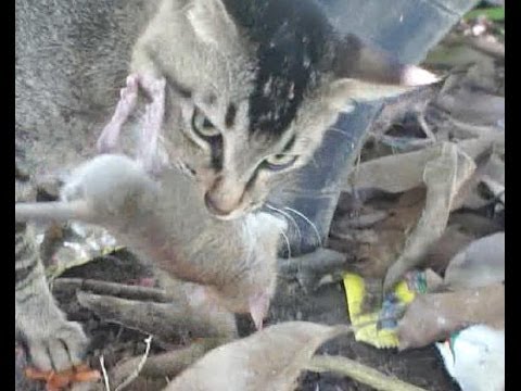 閲覧注意】ネズミを食べる猫３ - YouTube