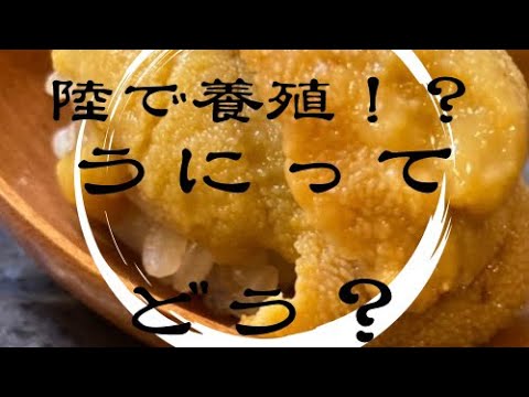ハイドアップ　コイケスープレックス　４色セット スープレックス ハイドアップ コイケスープレックス - メルカリ
