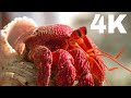 Animal Kingdom 4K Scenic Wildlife Film With Beautiful Bird Sounds Nature Relaxation 4K UHD 60 FPS Animal Kingdom 4K Scenic Wildlife Film With Beautiful Bird Sounds Nature Relaxation 4K UHD 60 FPS