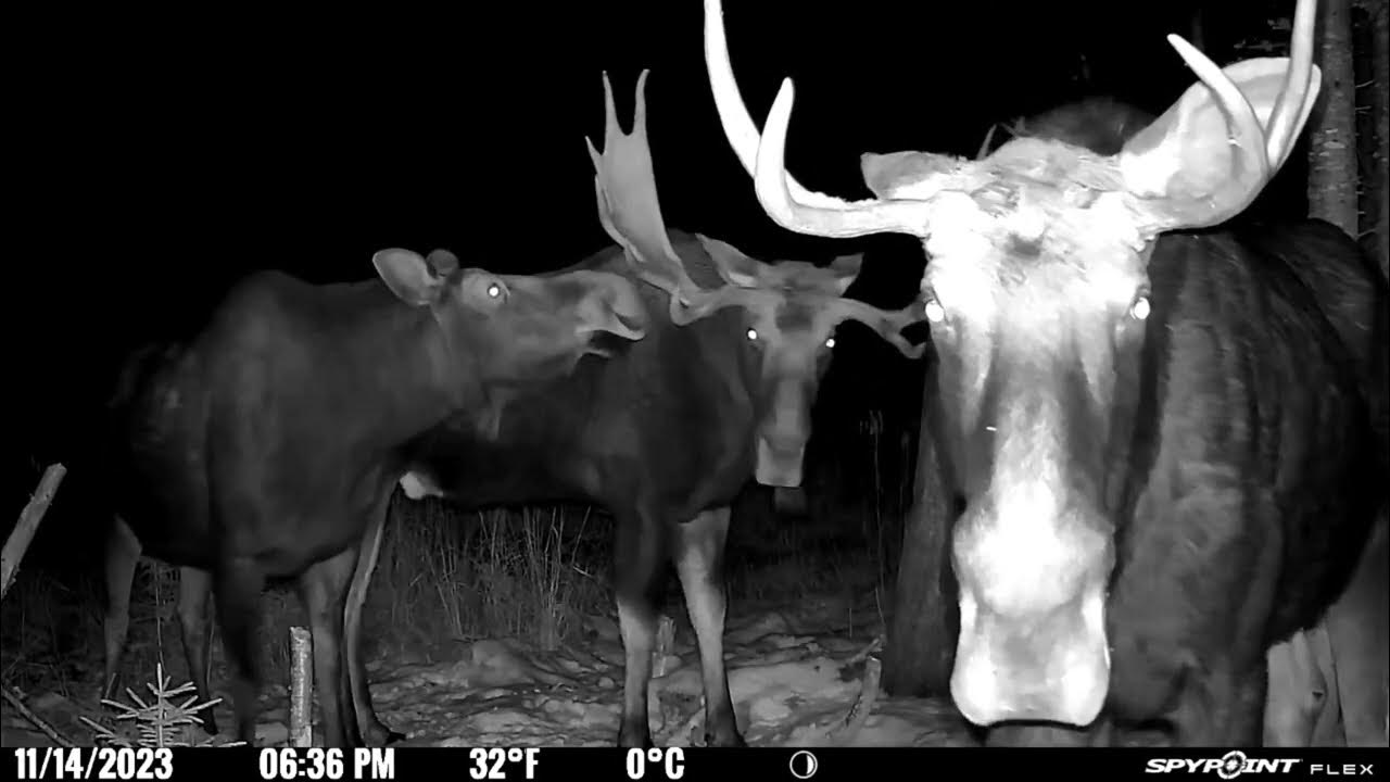 Big rack moose video. YouTube