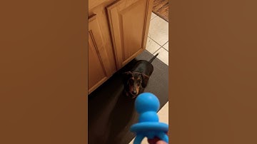 Fun Easy Activity - New Chew Toys for my Puppy #cute #dachshund #puppy #kong #chewing