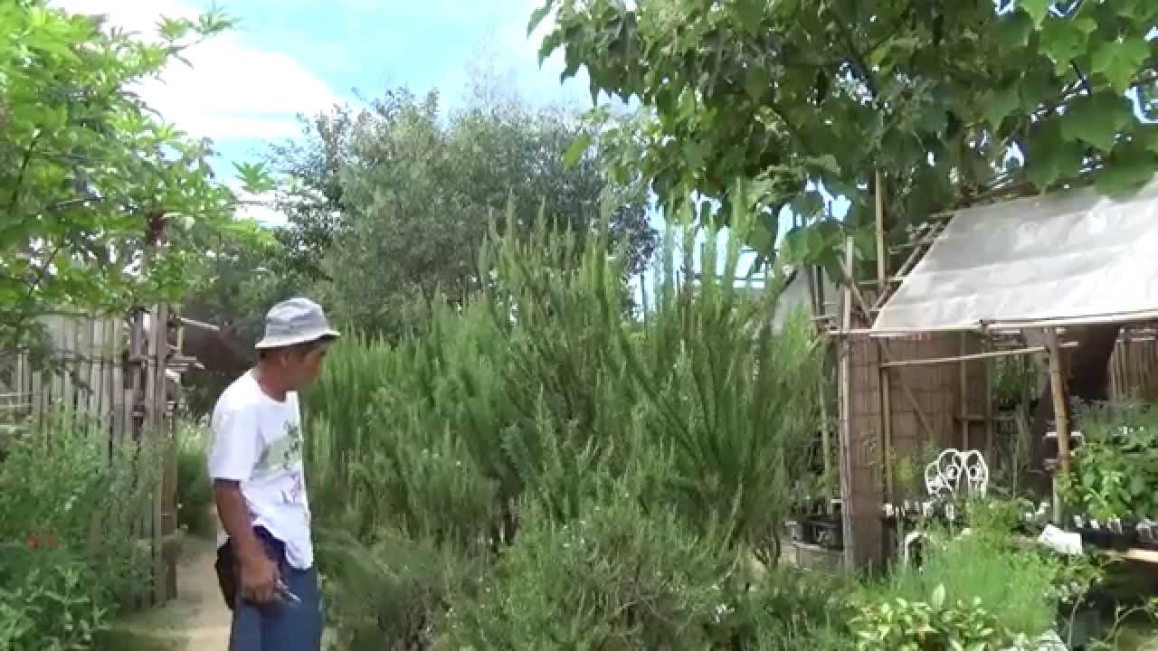 大きくなったローズマリーの剪定 Rosemary 自然のハーバルライフ Herb Japanese Herb Garden Gardening Youtube