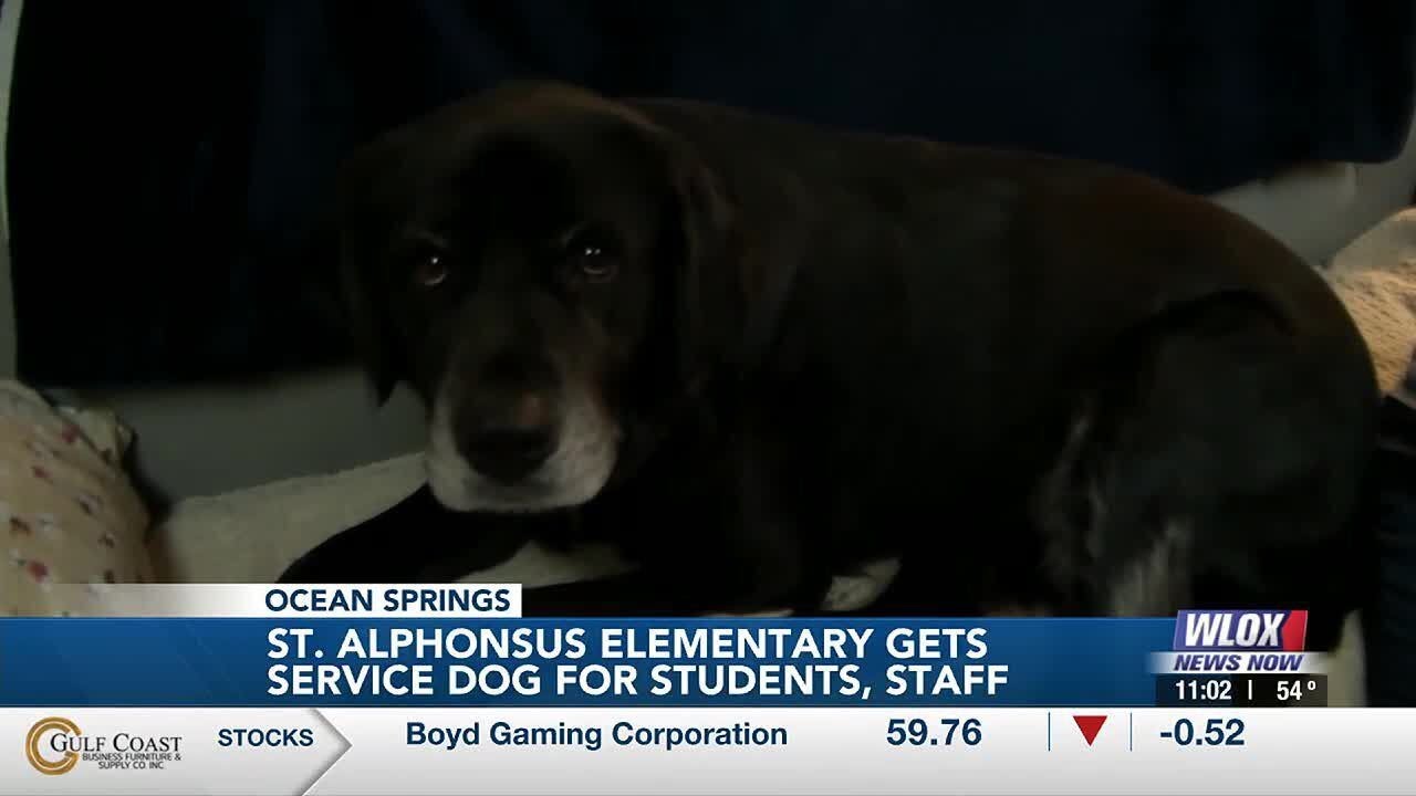 Therapy dog is a hit at St. Alphonsus Catholic School - YouTube