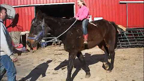 3-29-30BOHorses 205.MP4