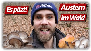 Pilze ohne Ende | Austernseitlinge im Januar 2024 | Winterpilze sammeln image