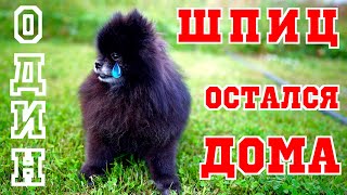 🐶ШПИЦ ОСТАЛСЯ ОДИН НА СУТКИ | Шпиц Юрич