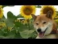 【柴犬ジロー】津南ひまわり畑【Shiba inu】