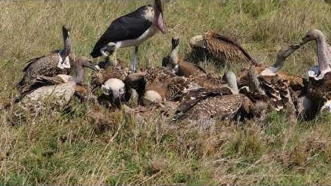 African Vultures