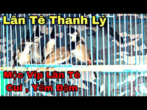 Video 6 Chào Mào Bổi VIP Lân Tê | Lân Cui | Đá Lân Yếm Đậm... - youtube