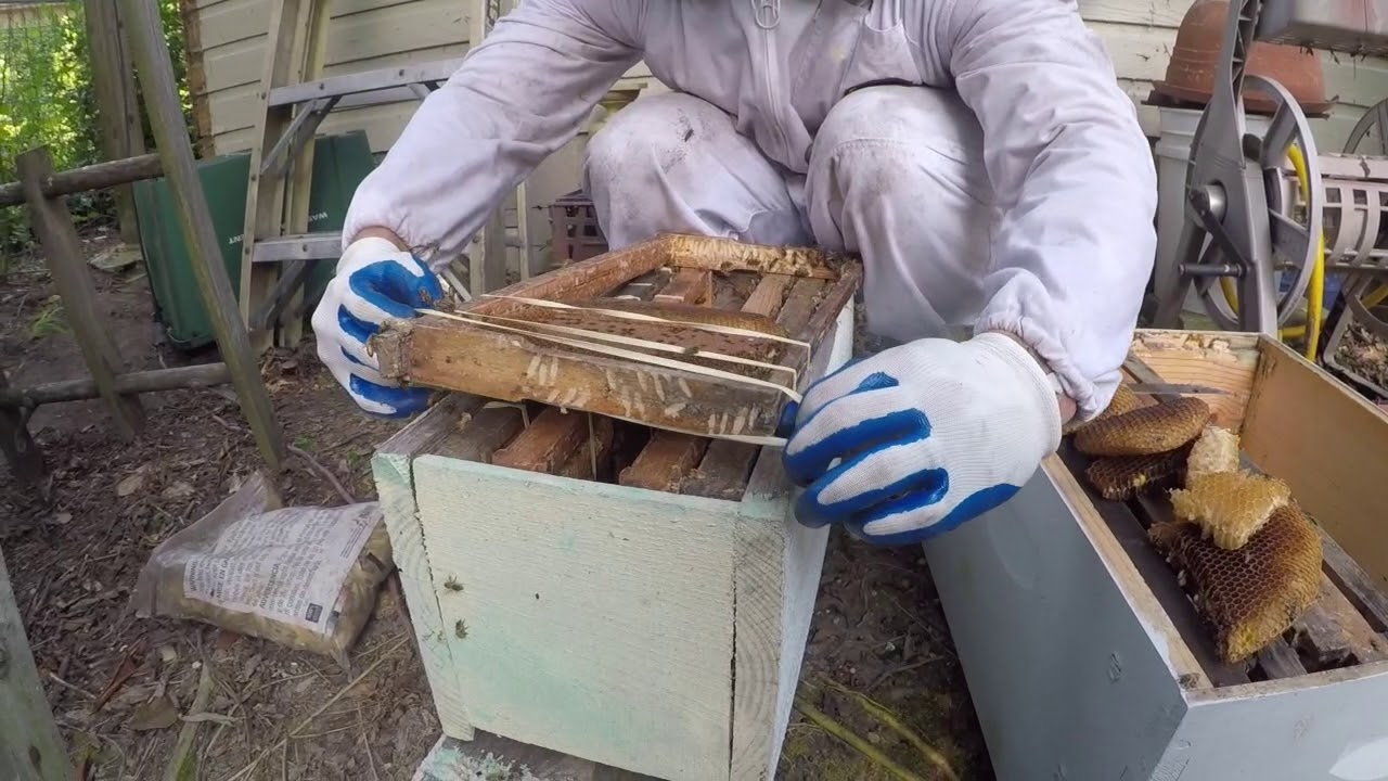 George Against The Wild / Bee removal Part 2