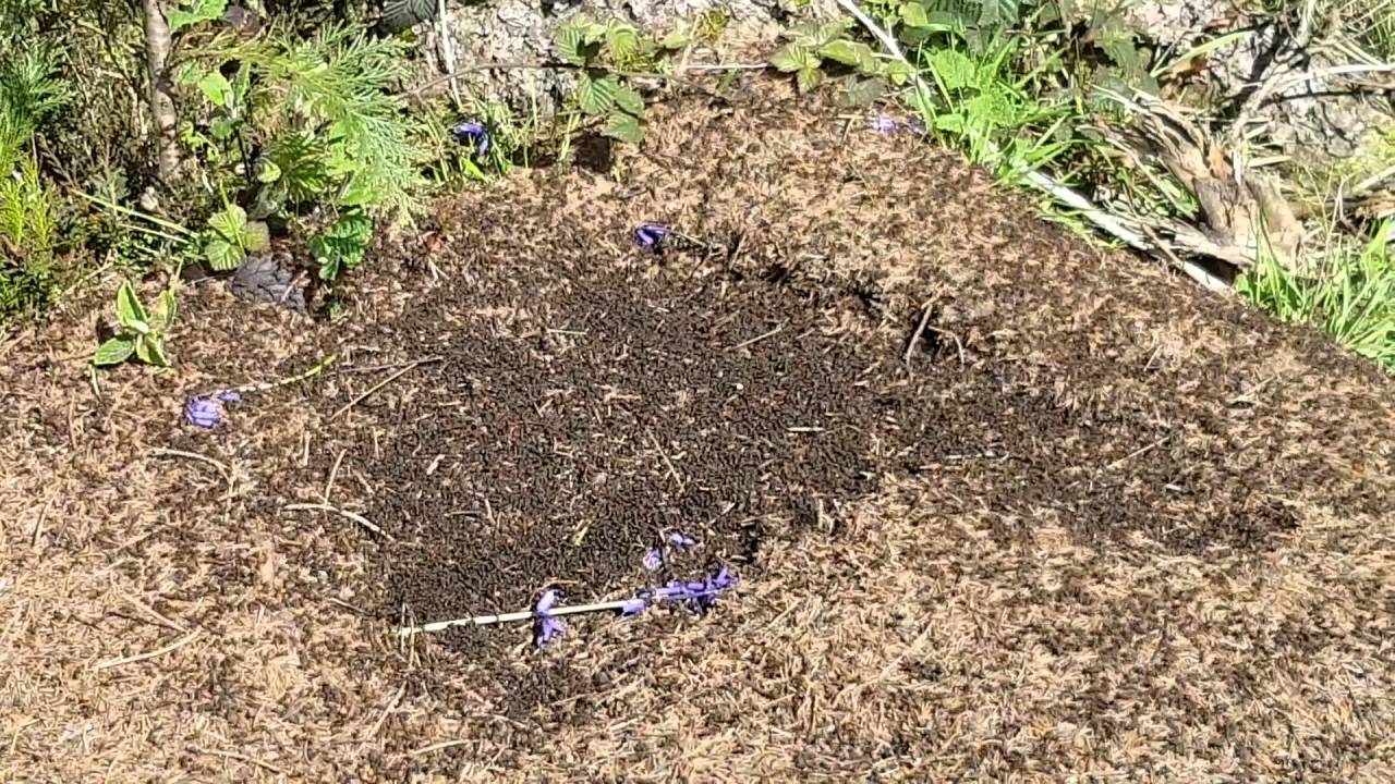 meow mix When you drop a sugar cube on an ant's nest!