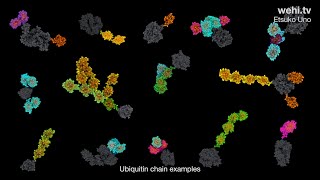 Ubiquitin And Parkinsons Disease 2021 By Etsuko Uno Wehitv