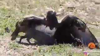 Domuz Avlayan Kartal