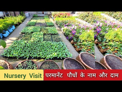 Cheapest Nursery Visit, परमानेंट फूलों और पत्तियों वाले पौधों के नाम और दाम एक साथ