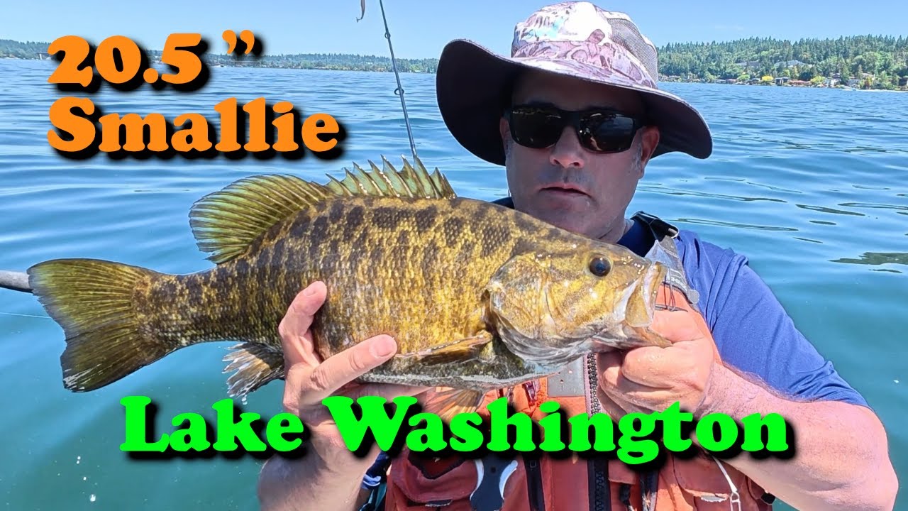 Big Smallmouth Bass Fishing Lake Washington Mercer Island East Channel