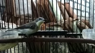 Suara Remetuk Laut Betina Gacor - PIKAT Burung Siur Paling Ampuh