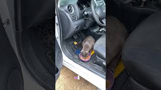 #cat #catsofyoutube #feralcat #straycat #communitycats #chat #kitty #goodmorning #greycat #blackcat