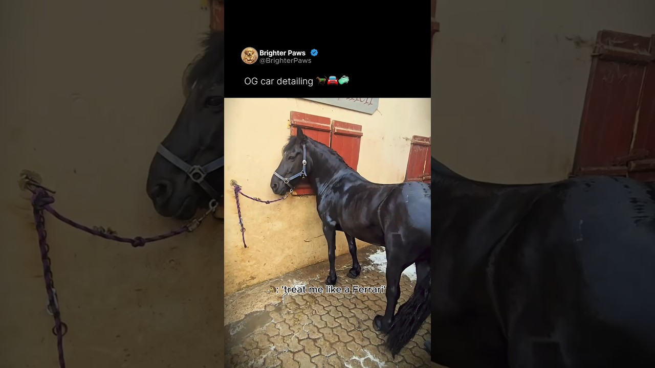OG car detailing 😁🐎🚘🧼 #horse