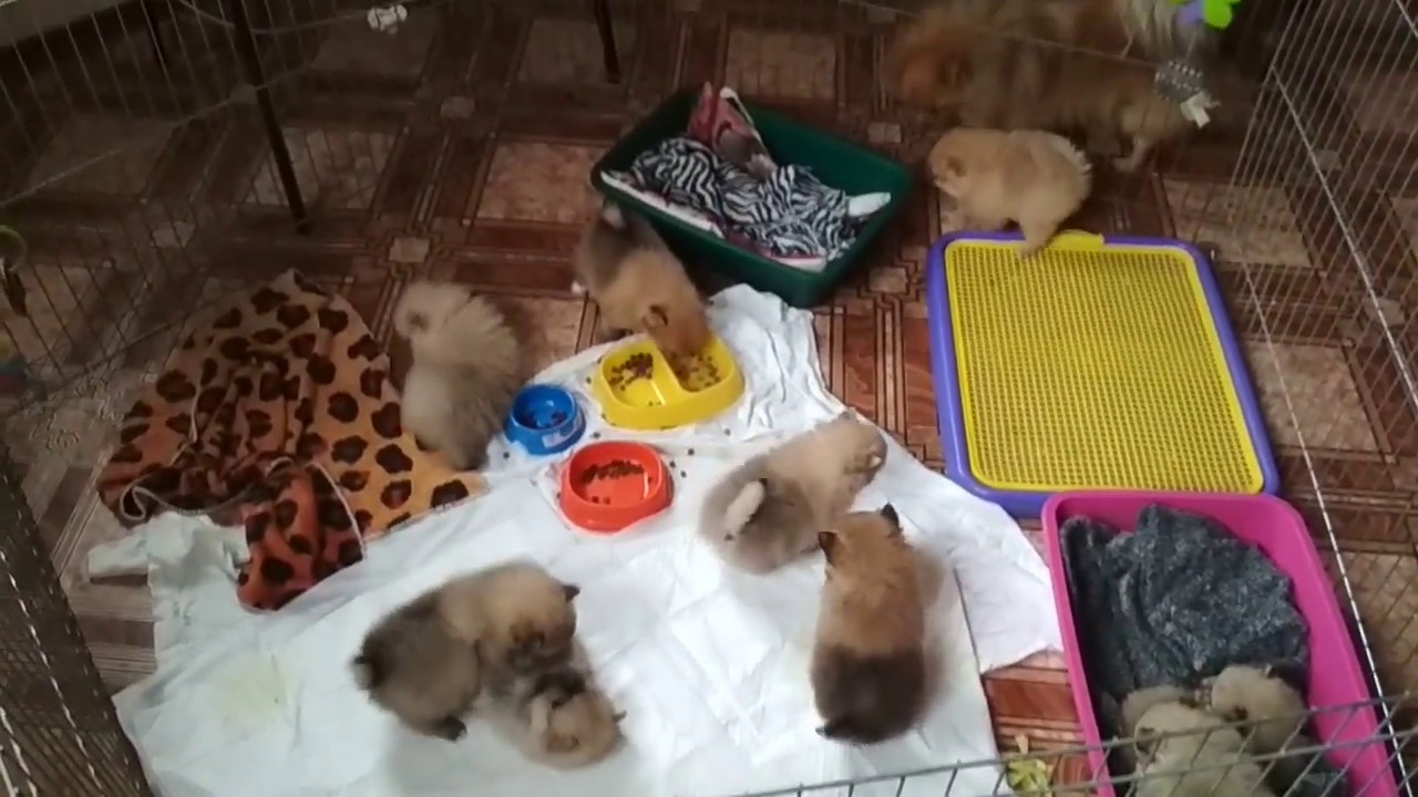 Щенки шпица переселяются от мам в манеж. 1 месяц