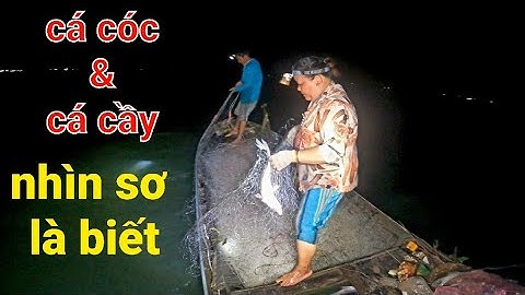 Đi Giăng Lưới Cùng Anh Chị Hai, Cách Phân Biệt Cá Cóc Và Cá Cầy || #66TV