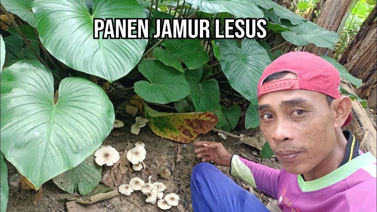PANEN JAMUR LANGKA ALHAMDULILLAH DAPAT BANYAK