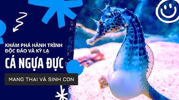 Độc lạ: Cá ngựa đực mang thai và sinh con | Khám phá thế giới động vật muôn màu kỳ diệu