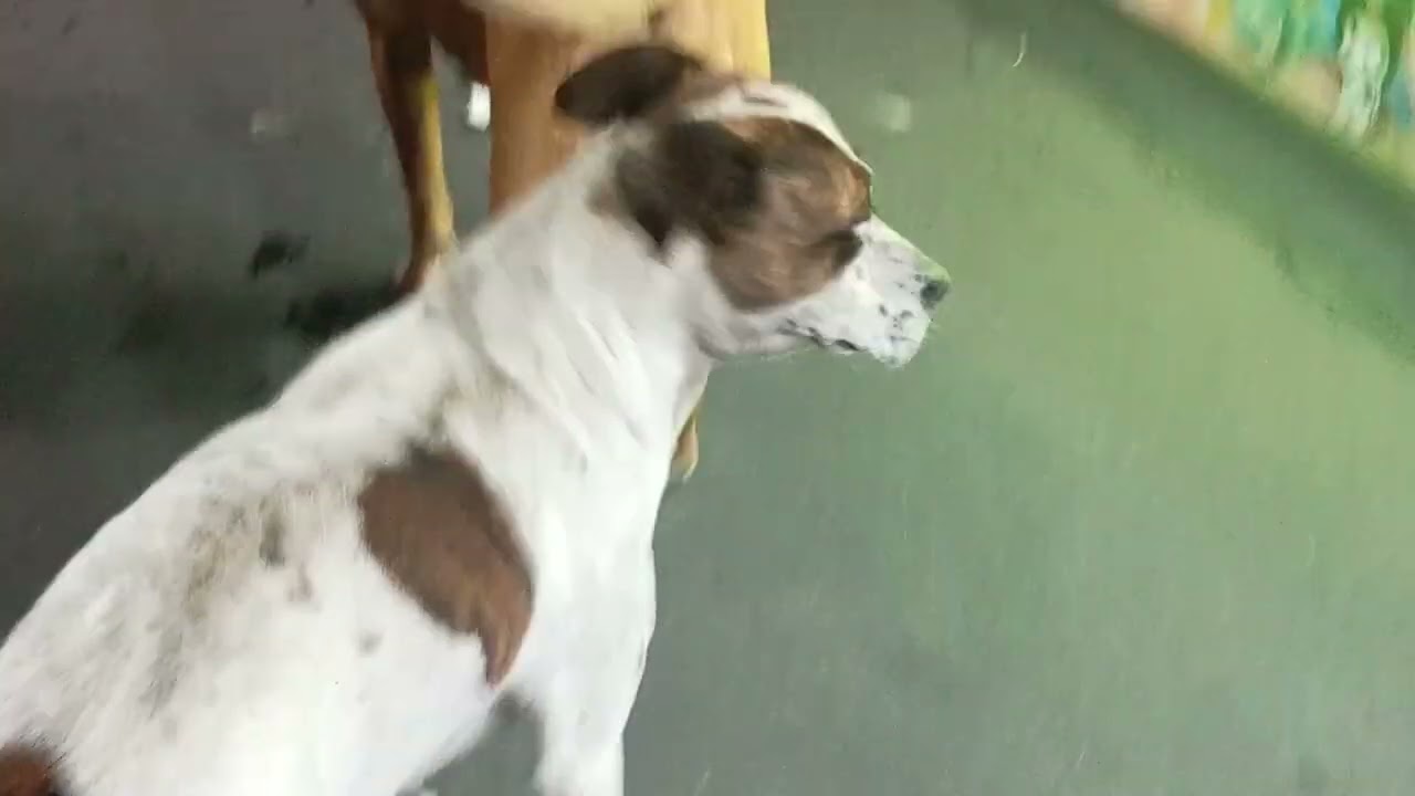 Recorrido Feria 1ra Sección Pantitlán 6 (Celebrando La Ave María Guadalupe)