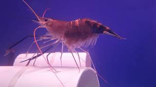 Download Lagu Induk udang galah melepaskan telurnya MP3