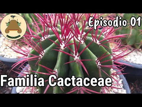 Video: Cactáceas mexicanas: variedades, formas, descripción
