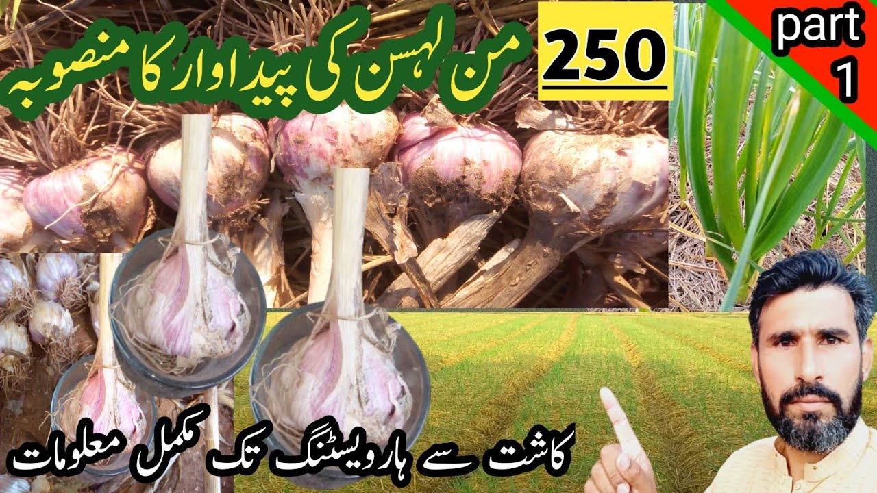 Garlic Cultivation October 2024 | #PQNK | لہسن کی کاشت| MR Organic Vermicopost