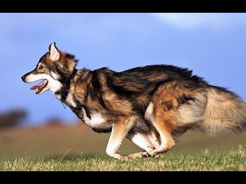 Siberian German Shepherd + Alaskan Malamute) mix YouTube