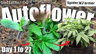 How I Grow -43- Topping with No LST - GodfatherOG Autoseeds- Spiderfarmer SE3000 and SF4000