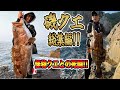 【クエ釣り】磯クエ釣り総集編❕突然の舞い込み満載❕モンスター・クエとの格闘❕