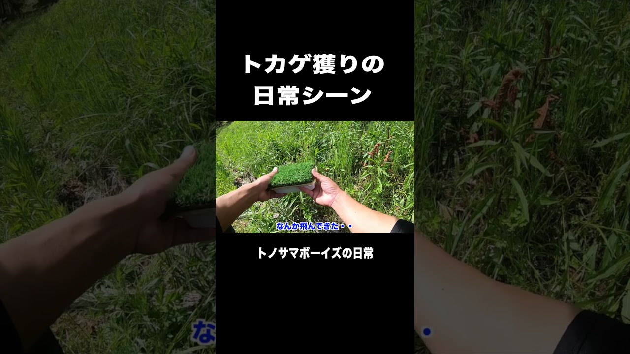 【トカゲ獲り】トカゲ獲りの日常シーン #shorts #shortvideo #トカゲ獲り #生物 #日常