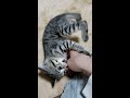 微動だにしない手に対し激しく構ってアピールをする天使（子猫）#shorts