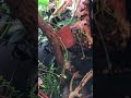 My Chameleon’s custom built bioactive enclosure 1 year later! What a difference!