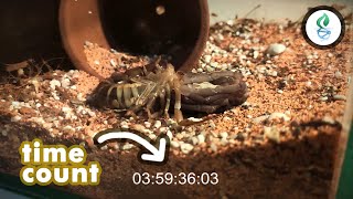 Scorpion Molting Video by dna design 12,107 views 3 years ago 4 minutes, 1 second