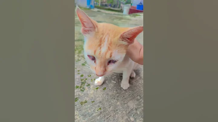 Video 11887001: cat kitten funny