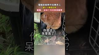 猫咖老板野外招聘员工，遇上小橘猫自荐 #趣事 #社会 #杂谈