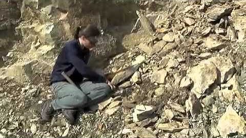 looking for leaf fossils