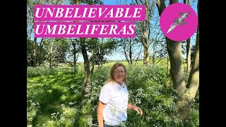 UNBELIEVABLE UMBELIFERAS
These fabulous beauties add an ephemeral dynamism to borders, woodland, gravel or meadows.
Bunny trots through her nine reliable favourites that flourish in her garden, tells you how to grow them, to dead head when necessary and how to propagate them. Cow Parsley, often a lovable thug, can not be ignored, but Baltic or Chelsea Cow Parsley is a tamer, better behaved relative, so named as it frequently pops up in designers’ gardens at the show.
Bunny’s favourite is probably Molopospermum Peloponnesiacum, which in her experience survives intense drought and loves moist conditions too, reliably coming back every year.
These plants are now part of the Apiaceae family and are a magnet for insects - the name ‘umbellifer’ came from their charming umbrella like flowers.
#umbeliferas #garden UNBELIEVABLE UMBELIFERAS