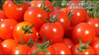 輝く赤は美味しさの証し！新規就農者も活躍する富良野のミニトマト！