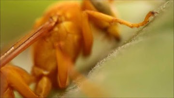 Best Macro Video By Reversed Kit Lens (18-55mm)