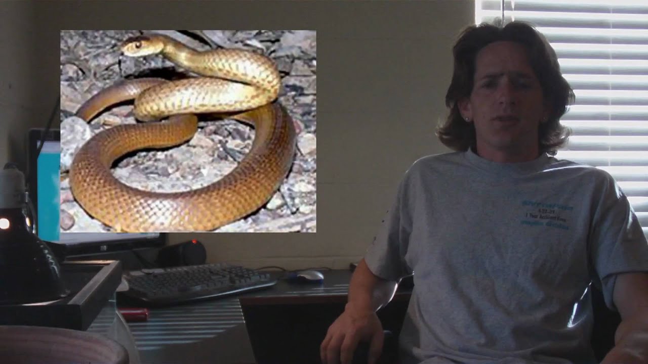 bites za dusto Reptile News: 8 People bitten by Gaboon Brown lands 2 face bites