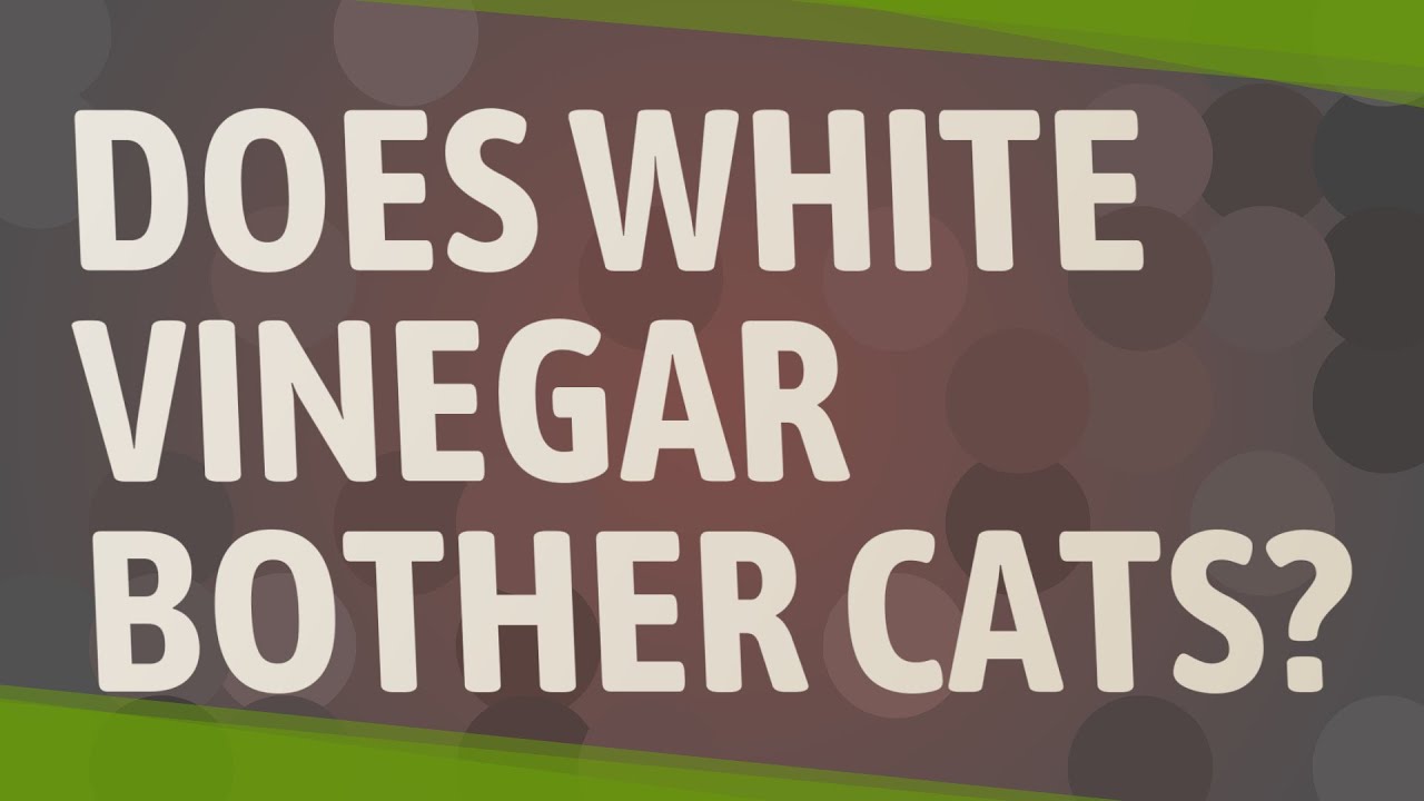 Does white vinegar bother cats? YouTube