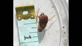 Bug Closeup - Dead for a month in a jar