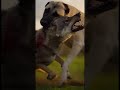 🔥 Dog vs Wolf! Sheep Saved 🐺🐕#shorts #viral #dog #wolf #animals #rescue #fight #nature #trending